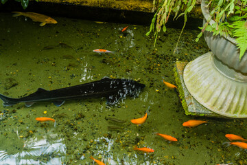 Large fresh water sturgeon swimming with carp and Koi in shallow indoor pond.