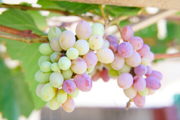 Grapes on the Vine: A cluster of vibrant, plump grapes hang from a vine, their skin a symphony of...