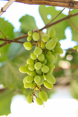 Green Grape Cluster: A close-up shot of a cluster of green grapes, still attached to the vine,...