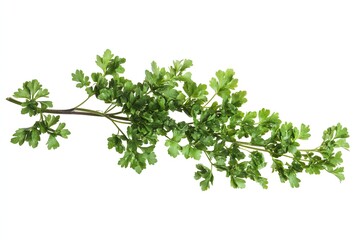 Fresh Parsley Sprig

