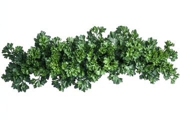 Obraz premium Fresh Parsley Sprigs on White Background