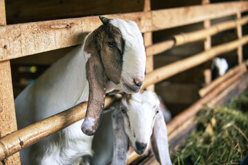Cozy Goats in the Barn: Two adorable goats huddle together in a rustic wooden barn, creating a...