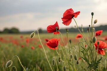 Obraz premium Red poppies unfolding in a delicate watercolor style, floral pattern, watercolor flowers