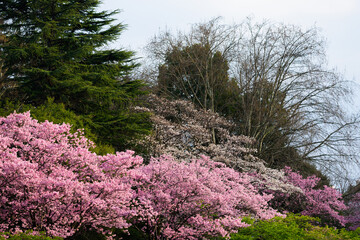 東京都内の満開の桜