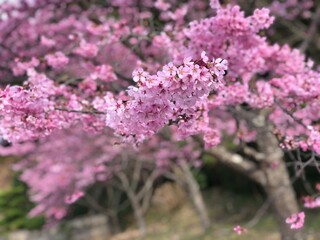 Fototapeta premium 春の訪れカワヅザクラ