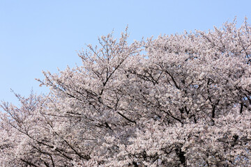 東京都内の満開の桜