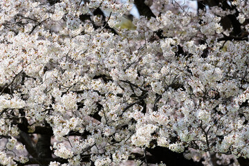 東京都内の満開の桜