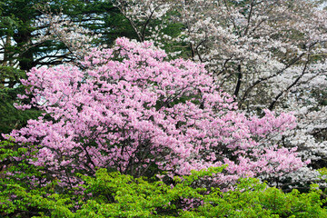東京都内の満開の桜