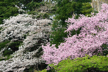 東京都内の満開の桜