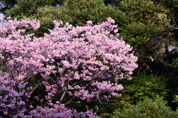 東京都内の満開の桜
