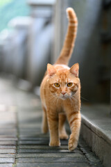 Orange tabby cat walking outdoors