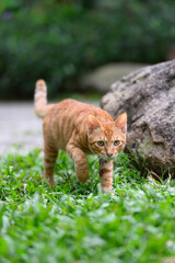 Orange tabby cat walking in the grass