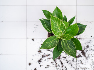 leaves