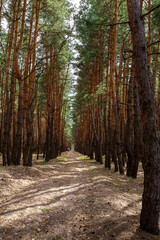 Obraz premium The forest road going deep.