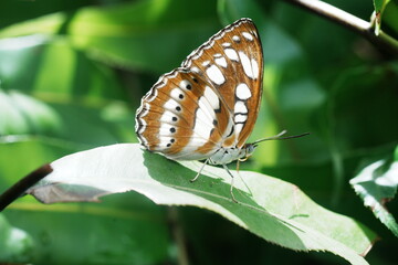 Fototapeta premium Athyma perius, the common sergeant, is a species of nymphalid butterfly found in South Asia and Southeast Asia.