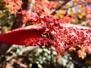 日本の紅葉 和傘