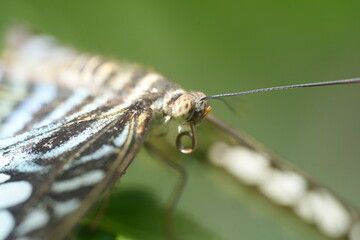 Closeup of colorful Blue Clipper butterfly (Parthenos sylvia) with lilac blue markings on its open wings. This large butterfly is commonly found in southeast Asia.