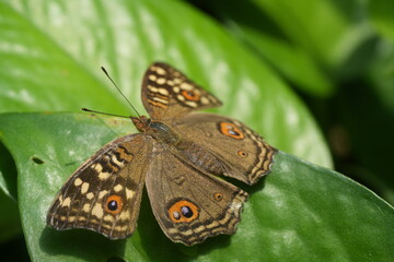 The Junonia lemonias aenaria is a subspecies of the Lemon Pansy (Junonia lemonias), a butterfly in the family Nymphalidae. Known for its attractive wing patterns and adaptability