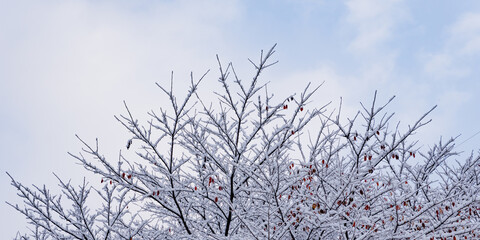 Snow is piled on bare trees whose leaves have fallen.