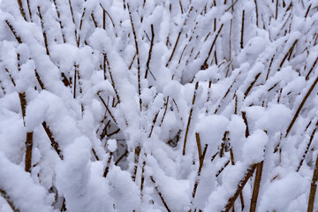 a lot of snow on the bare tree branches.