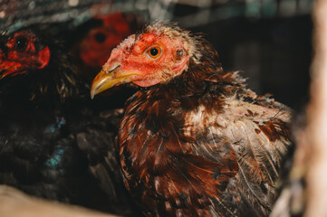chicken on the farm