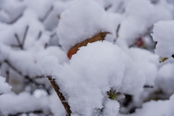 a lot of snow on the bare branches of the trees in winter.