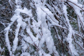 Snow piles up and clings to the bare branches of winter trees.