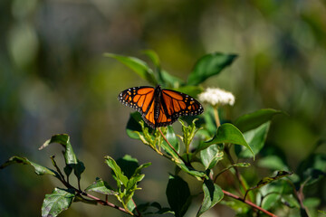 Monarch butterfly resting on some flowers in the sun. Taken on a sunny day in Tampa Bay, Florida.