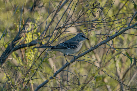 Northern mockingbird resting on a branch of a tree. Taken on a sunny day in Tampa Bay, Florida.
