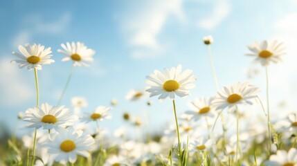 Fototapeta premium White daisies blanket the lush green field, stretching towards the clear blue sky filled with soft clouds on a bright day