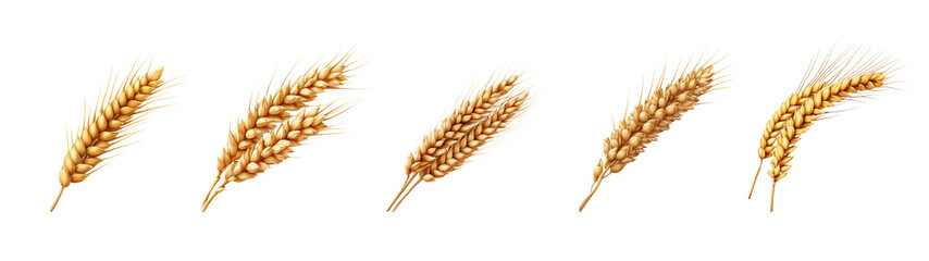 Collection An Ear of wheat Isolated On Transparent Background