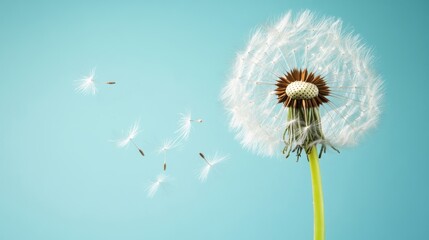Soft dandelion seeds gracefully blow away with the wind under a bright blue sky, showcasing nature's ephemeral charm during springtime