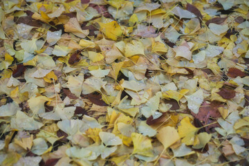 Tokyo,Japan - November 27,  2024: Fallen gingko leaves due to midnight storm