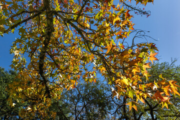 Looking up into the autumn urban tree canopy at Parque da Quinta da Macieirinha and Torreáo do Jardim do Palácio in Porto Portugal with colorful fall foliage