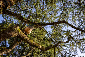 Looking up into the urban tree canopy at Parque da Quinta da Macieirinha and Torreáo do Jardim do Palácio in Porto Portugal with a bird roosting on the branches