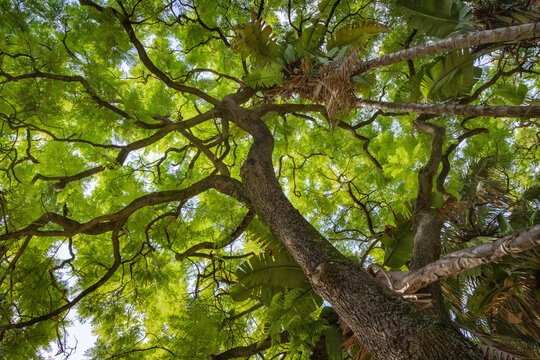 Looking up into the lush urban tree canopy in downtown Lisbon Portugal where lush trees are natural infrastructure providing climate change cooling