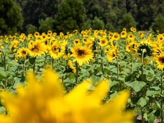 field of sunflowers in summer