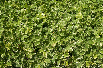 Aegopodium podagraria or ground elder in the Apothecary garden of the Spaso-Evfimiev Monastery on a sunny summer day, Suzdal, Vladimir region, Russia