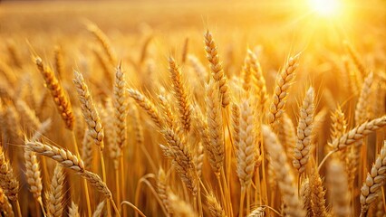 Fototapeta premium A close-up image of golden wheat field in the sunlight, agriculture, harvest, farming, food, growth, cereal, grain, crop, organic