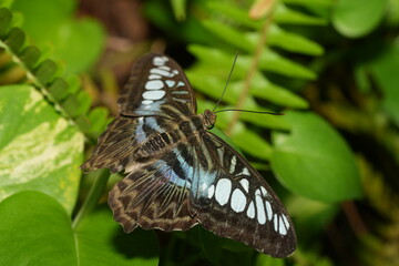 Closeup of colorful Blue Clipper butterfly (Parthenos sylvia) with lilac blue markings on its open...