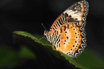 The Red Lacewing (Cethosia biblis) is a striking butterfly species belonging to the family Nymphalidae. Known for its vibrant coloration and intricate wing patterns