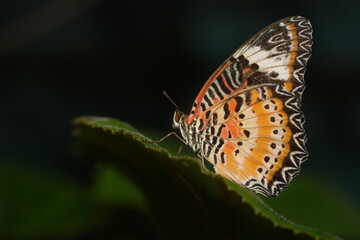 The Red Lacewing (Cethosia biblis) is a striking butterfly species belonging to the family Nymphalidae. Known for its vibrant coloration and intricate wing patterns