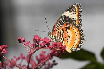 Fototapeta premium The Red Lacewing (Cethosia biblis) is a striking butterfly species belonging to the family Nymphalidae. Known for its vibrant coloration and intricate wing patterns