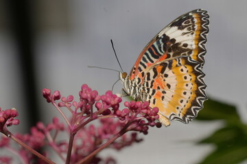 The Red Lacewing (Cethosia biblis) is a striking butterfly species belonging to the family Nymphalidae. Known for its vibrant coloration and intricate wing patterns