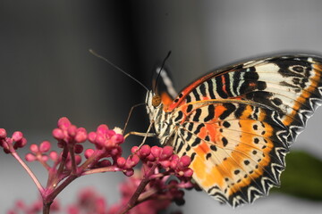 The Red Lacewing (Cethosia biblis) is a striking butterfly species belonging to the family Nymphalidae. Known for its vibrant coloration and intricate wing patterns