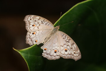 Butterflies are winged insects from the lepidopteran suborder Rhopalocera, characterized by large, often brightly coloured wings that often fold together when at rest, and a conspicuous. © Jimmy