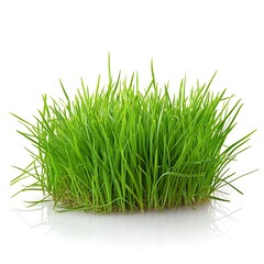 Grass isolated on a white background, close up