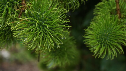 Rambutan Tree Laden with Ripe Fruits