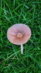 mushroom in the grass