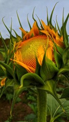 sunflower in a garden